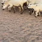 غنم رفيد خلفات