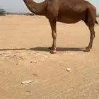 ناقة ساحلية دهماء