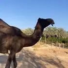 للبيع مجهم لها في القاح شهر ام ثالث وهديه وشرط صحهه