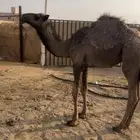 قعود
