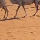 البل الكفو عددها49 بمعداتها