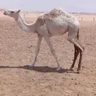 قعود