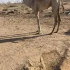 بكره حره طوع بالسن