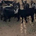 معزا العدد 18