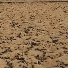 تبس