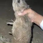 للبيع وبران بريه جنوبيه