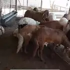 سواكن