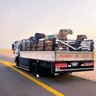 دينا ل نقل الابل وغيرها