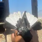 حمام قطيفي