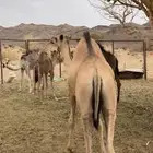 قعود كفو فل الفل
