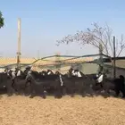 جفرات عوارض صنف فاخر بفحلها