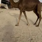 بكره جذعه لقحه