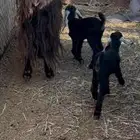 عنز تحتها تيس وجفره روم وديوسه سلم وحليبها مرويه عيالها