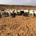 غنم العدد 65 اغلبها او كلها دفيع فيها 40 مابين ثنيه وجذعه