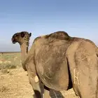 جمل هرش رحول