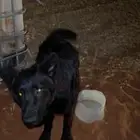 حصلت 2 جيرمن مفقودين في منطقة المخيمات بسعد