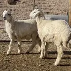 خرفان حريات ملغقات شحم