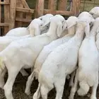 بهم ضان