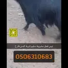 تيس فحل