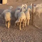 غنم