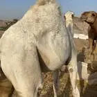 حاشي لباني على الحليب
