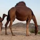 خلفه ساحليه مصغر منيحه(( تم البيع ))