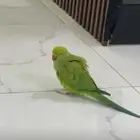 طير ببغاء