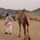 ركبي ركبيه رحول