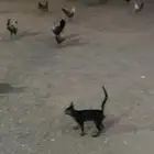 للبيع دجاج خالى من الامراض