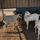 جفار جذحات فل شحم ذبح و مقنى