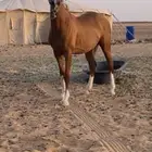 للبيع حصان عربي اصيل