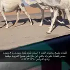 لقحات وضح طيبه على فحل منتج العدد اربع