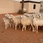 غنم حريات صنف فاخر مراح واحد