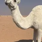 ضريبه وضحاء منتج