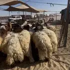 خرفان كناور نعيم ووسط وهرافي