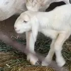 فحل حري صنف