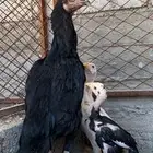 دجاجه سنديه معها فرخين انتاج غبشان