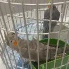 للبيع جوز كروان كوكتيل في جدة