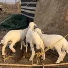 طليان تربيه نظيفه شرط