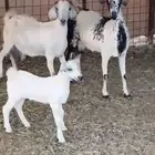 للبيع معزا مواليد بيشيات 2 تحتها 4