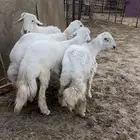 طليان فل وجبره جذعان