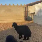 رخال غنم عرب تامات بصحة جيدة