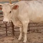بقرة الامانيه بيور بكر اول ولده تحتها عجل اول