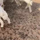 بهم حري نضيف