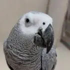 ببغاء كاسكو اليف حمام متكلم
