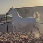 حصان ورق مكس