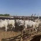 عجول برازيلي