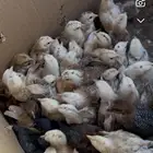 دج دجاج باكستاني وبلدي فروخ