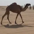 ناقه رباع نقبل المعريض