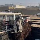 جفره للبيع